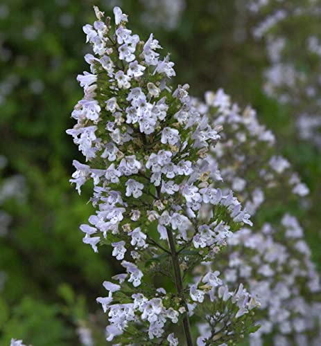 Kleinblättrige Bergminze - Calamintha nepeta - Gartenpflanze
